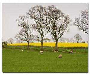 yapboz Ağaçları İngilizce countryside